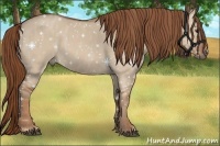 Horse Color:Red Dun Brindle