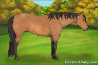 Horse Color:Bay  Brindle