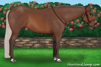 Horse Color:Silver Brown 