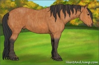 Horse Color:Bay  Brindle