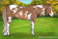 Horse Color:White Spotted Liver Chestnut Splash Tobiano