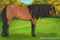 Horse Color:Bay  Brindle