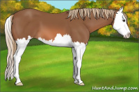 Horse Color:Chestnut Splash 