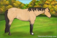 Horse Color:Buckskin Roan 