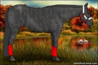 Horse Color:Black  Brindle