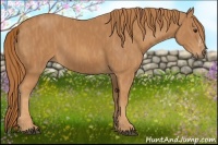 Horse Color:Chestnut  Brindle