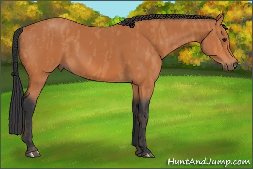 Horse Color: Bay  Brindle