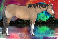 Horse Color:Bay Dun  Brindle