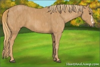 Horse Color:Chestnut  Brindle
