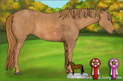 Horse Color: Chestnut Frame  Brindle