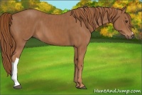 Horse Color:Chestnut  Brindle