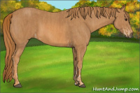 Horse Color:Chestnut Brindle