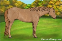 Horse Color:Chestnut  Brindle