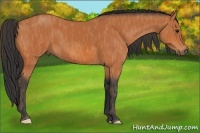 Horse Color:Bay  Brindle