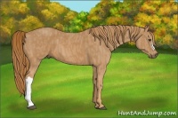 Horse Color:Chestnut  Brindle