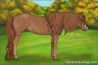 Horse Color:Chestnut  Brindle