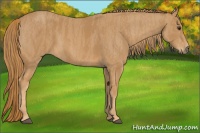 Horse Color:Chestnut Brindle