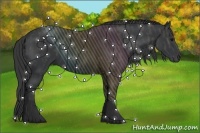 Horse Color:Black  Brindle