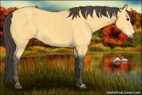 Horse Color:Buckskin  Brindle