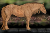 Horse Color:Chestnut  Brindle