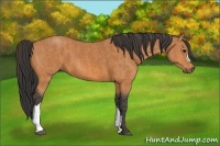 Horse Color:Bay  Brindle