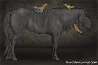 Horse Color:Black  Brindle