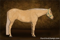 Horse Color:Palomino  Brindle