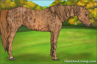Horse Color:Bay  Brindle