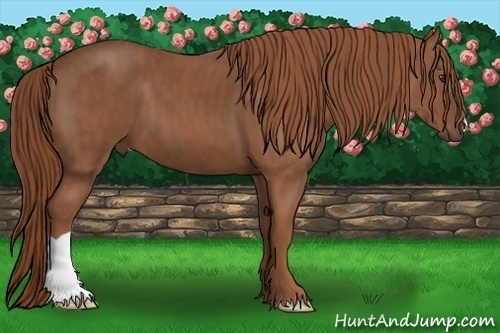 Horse Color: Chestnut  Brindle