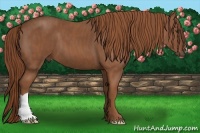 Horse Color:Chestnut  Brindle
