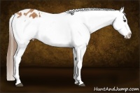 Horse Color:Bay Appaloosa  Brindle