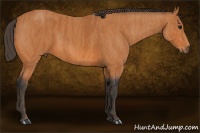 Horse Color:Bay  Brindle