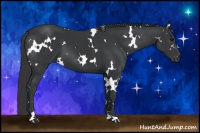 Horse Color:White Spotted Black