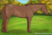 Horse Color:Chestnut  Brindle