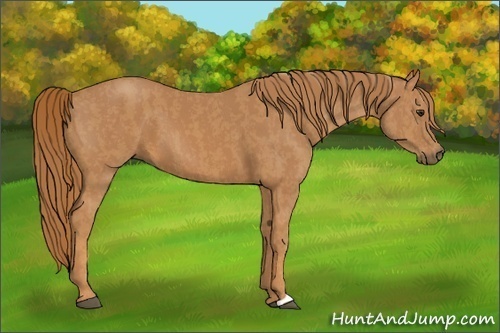 Horse Color:Chestnut  Brindle