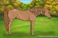 Horse Color:Chestnut  Brindle