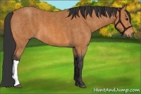 Horse Color:Bay  Brindle