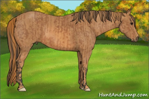 Horse Color: Bay  Brindle