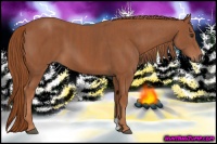 Horse Color:Chestnut  Brindle