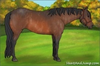 Horse Color:Bay  Brindle