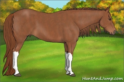 Horse Color: Chestnut  Brindle