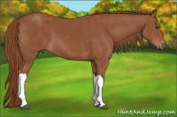 Horse Color:Chestnut Brindle