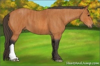 Horse Color:Bay  Brindle