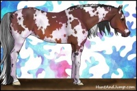 Horse Color:White Spotted Bay 