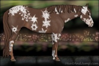 Horse Color:Liver Chestnut Ice Sabino 