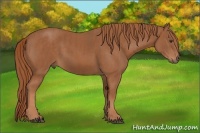 Horse Color:Chestnut  Brindle