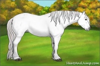 Horse Color:Gray Bay Roan Appaloosa 