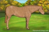 Horse Color:Chestnut  Brindle