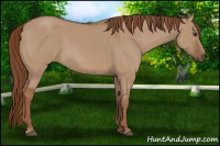 Horse Color:Red Dun 