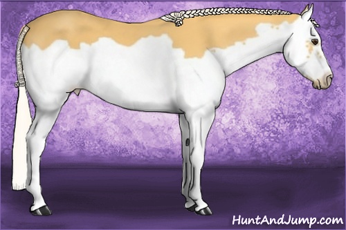 Horse Color: Palomino Splash Frame 